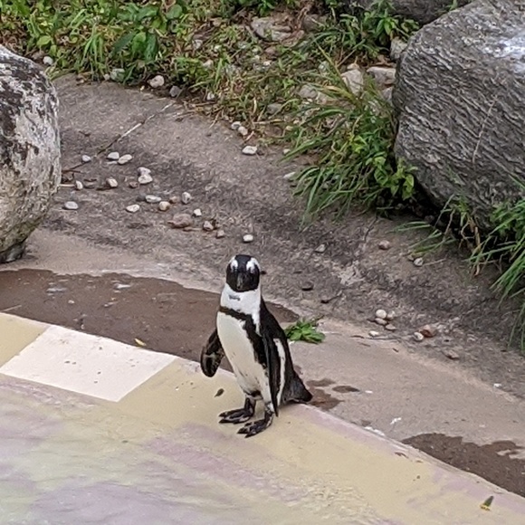 Meet your Posher, Tommy - Picture 1 of 1